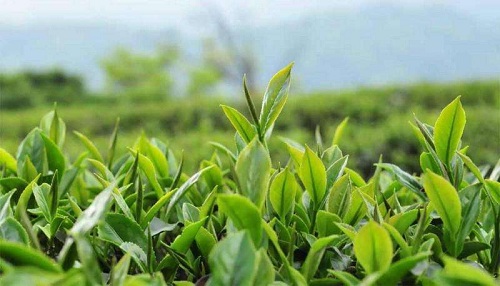 新茶