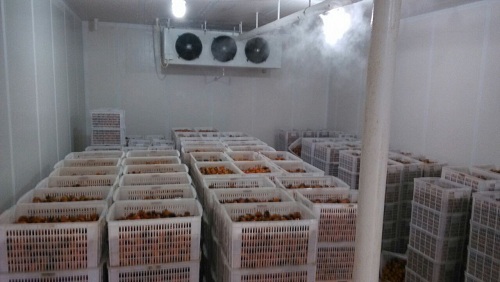 羅田食品公司儲存的板栗實拍