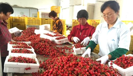 工作人員正在按櫻桃品質(zhì)進行篩選處理