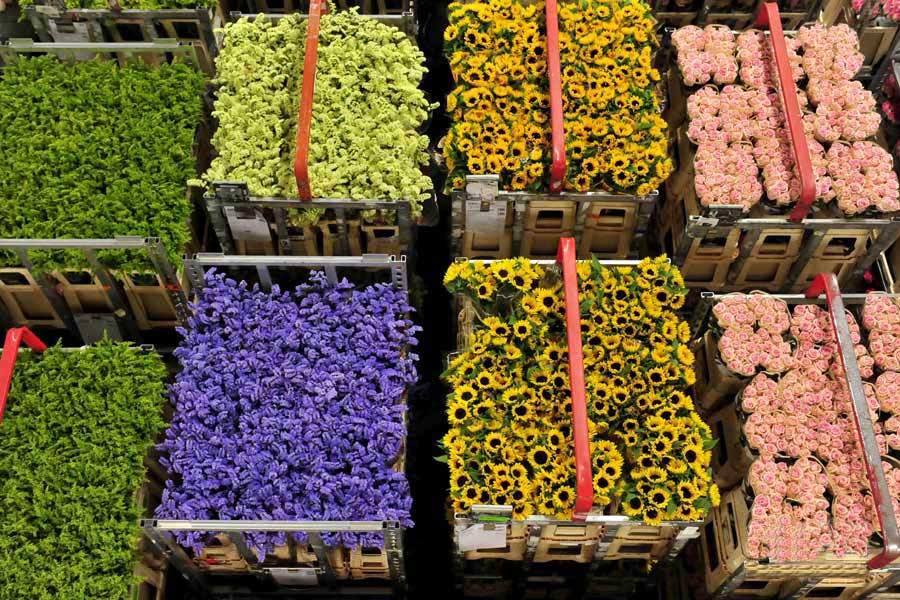 建個鮮花冷庫多少錢？鮮花冷庫一平方造價多少錢？