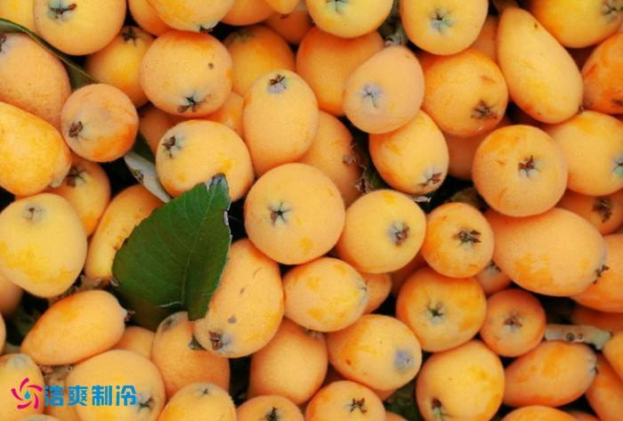 枇杷保存最久的方法介紹，枇杷氣調(diào)冷庫(kù)儲(chǔ)存60天都新鮮