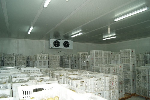 建造一個菠蘿冷庫需要多少費用？