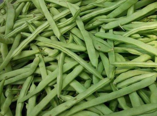 四季豆冷庫貯藏方法