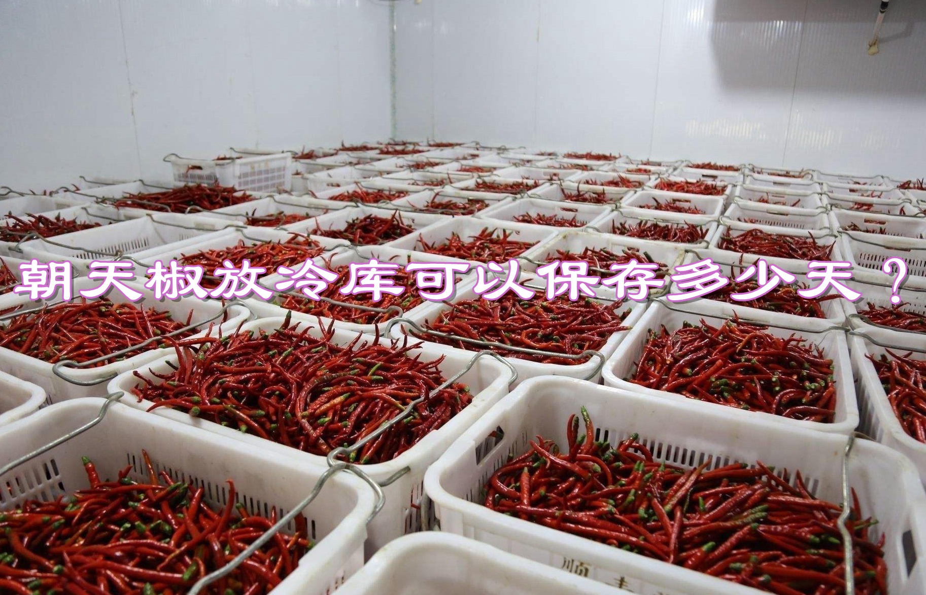 朝天椒放冷庫可以保存多少天？冷庫溫度需要多少度？