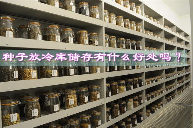 種子放冷庫儲存有什么好處嗎？